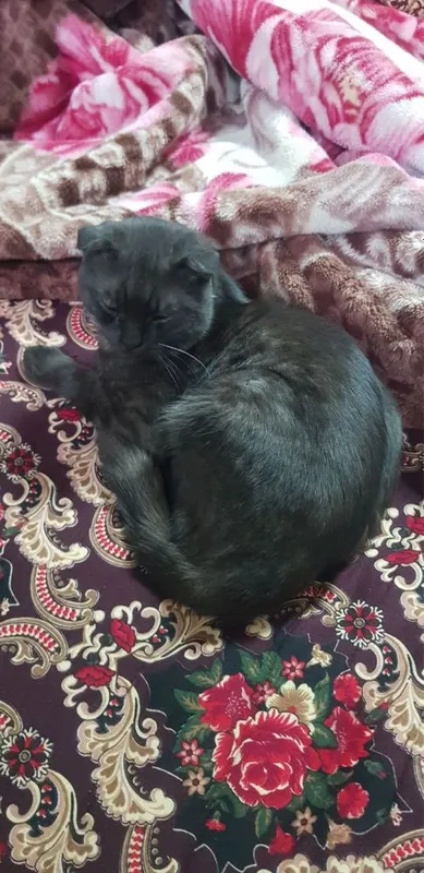 Скотиш фолд здаровые 4 Скотиш фолд здаровые 4
