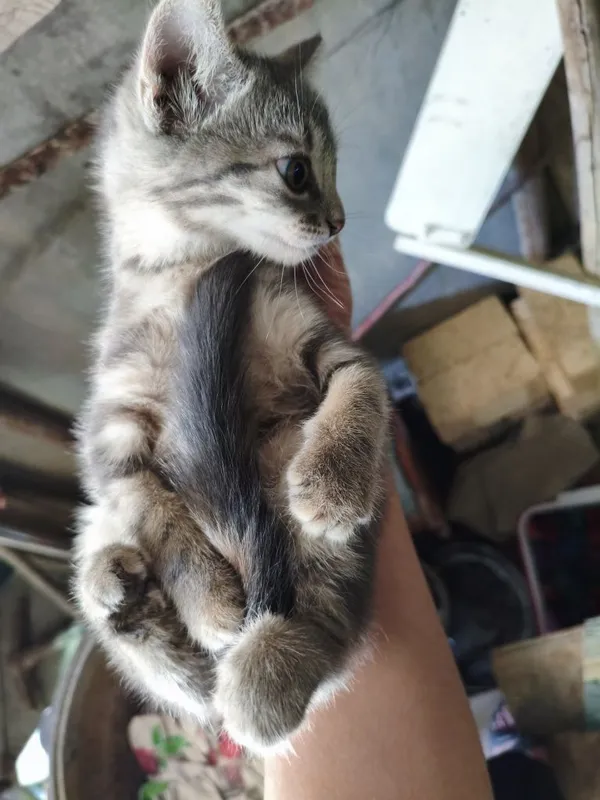 Mushuk котость 2 6