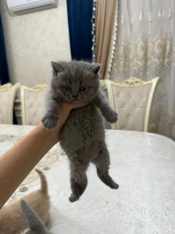 Zotdor mushuk 2 Zotdor mushuk 2