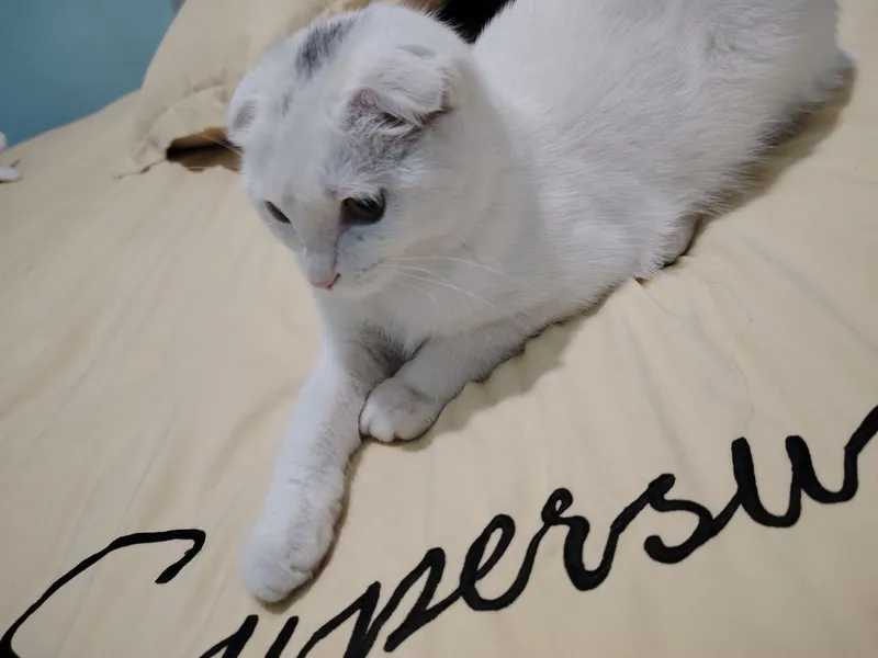 Mushuk scottish fold 1 Mushuk scottish fold 1