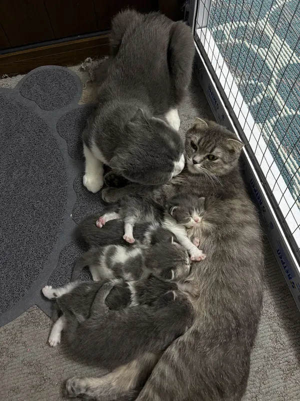 Котята скоттиш фолд + родители. — фото 2