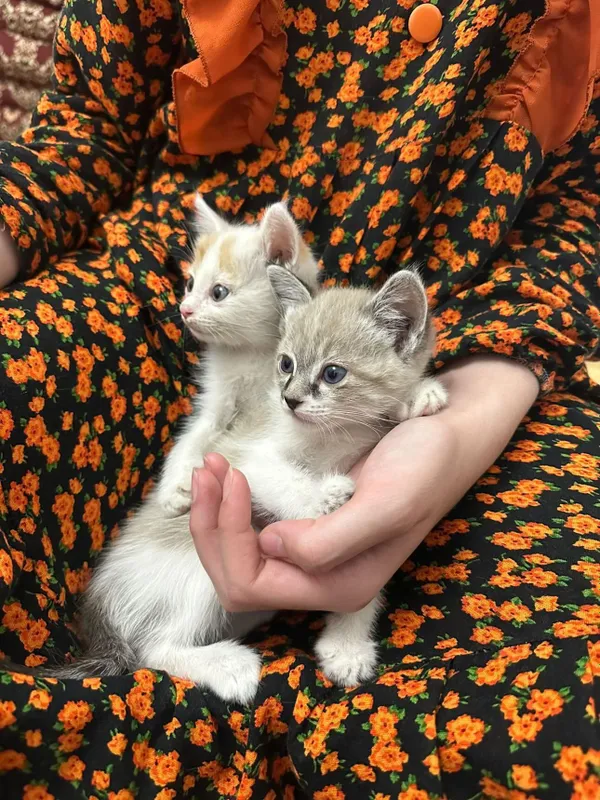 Hadiyaga beriladi 1,5 oyli srochna 1 Hadiyaga beriladi 1,5 oyli srochna 1