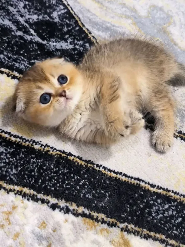 чистокровные котята от правильной вязки — фото 3