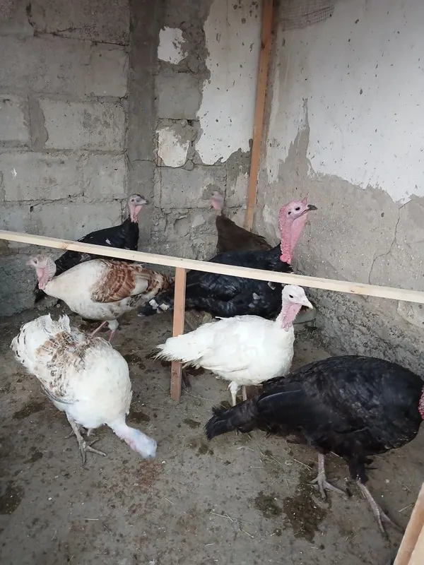 Kurkalar sotiladi 1 ta nar 6 ta moda — фото 1