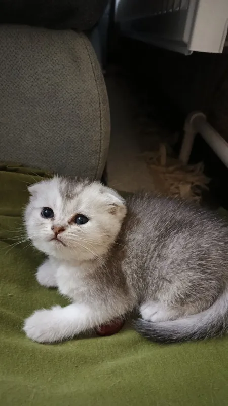 Котята фолды. Окрасы золото и серебро шиншиллы,белые и пепельный. — фото 6