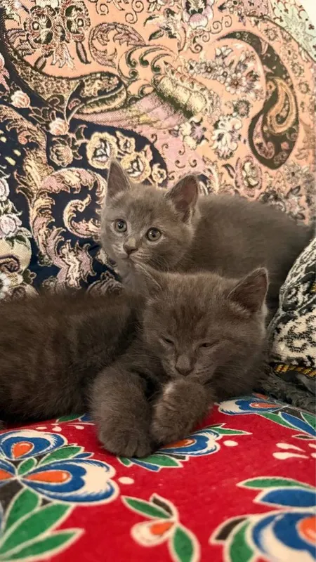 Mushuklarimiz sotuvda British Shorthair 7 Mushuklarimiz sotuvda British Shorthair 7