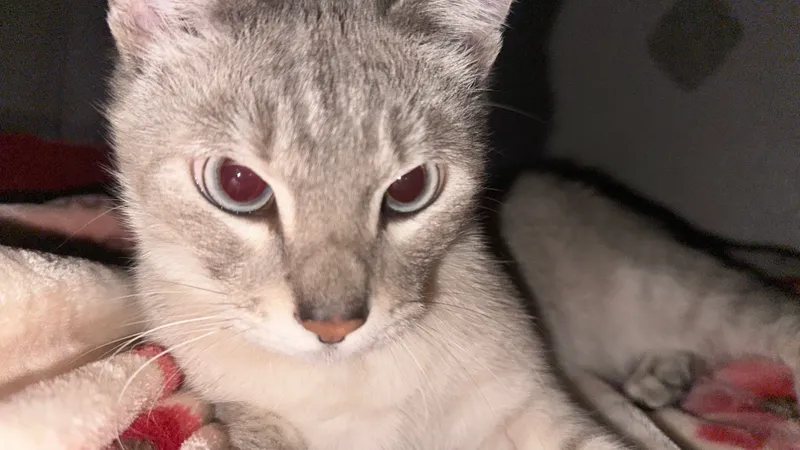 Отдам в добрые и ответственные руки кота Отдам в добрые и ответственные руки кота
