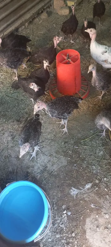 2-3 oylik kurka jo'jalar sotiladi 1 2-3 oylik kurka jo'jalar sotiladi 1