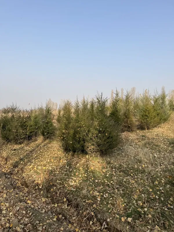 Арчалар сотилади — фото 1