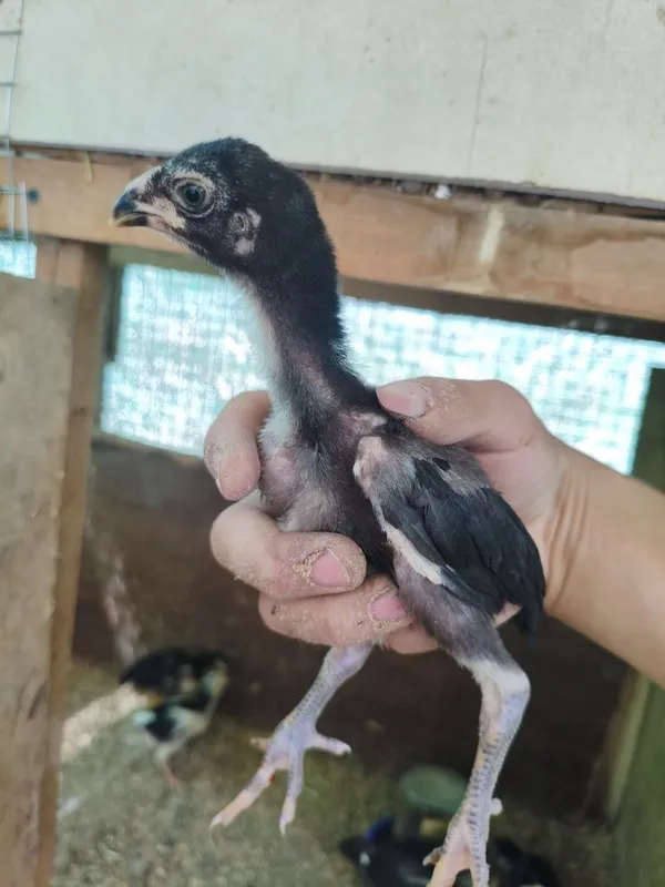 Dakan jojala sotiladi 1 oyli aralash 5 Dakan jojala sotiladi 1 oyli aralash 5