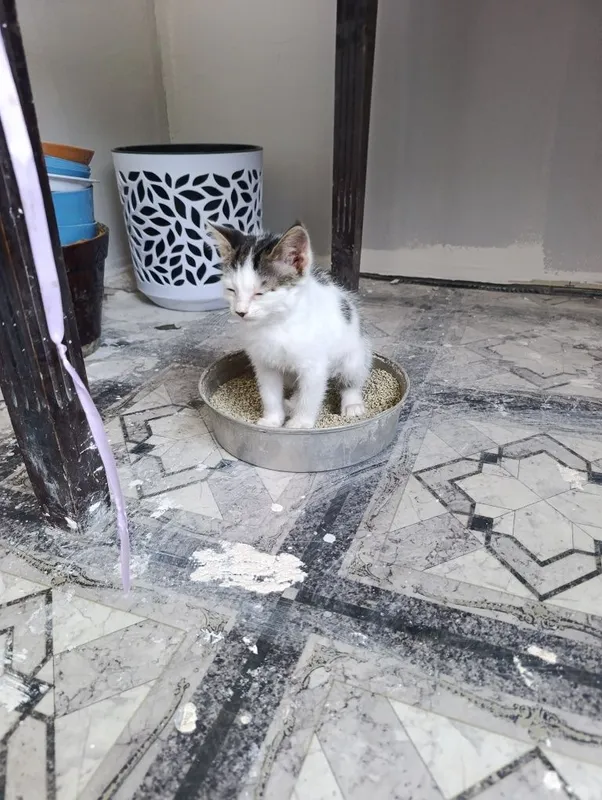 Отдаются два котенка две девочки. 3