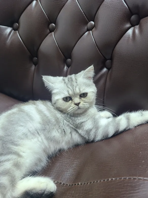British Shorthair silver mushuk qizbola 4oyli — фото 1