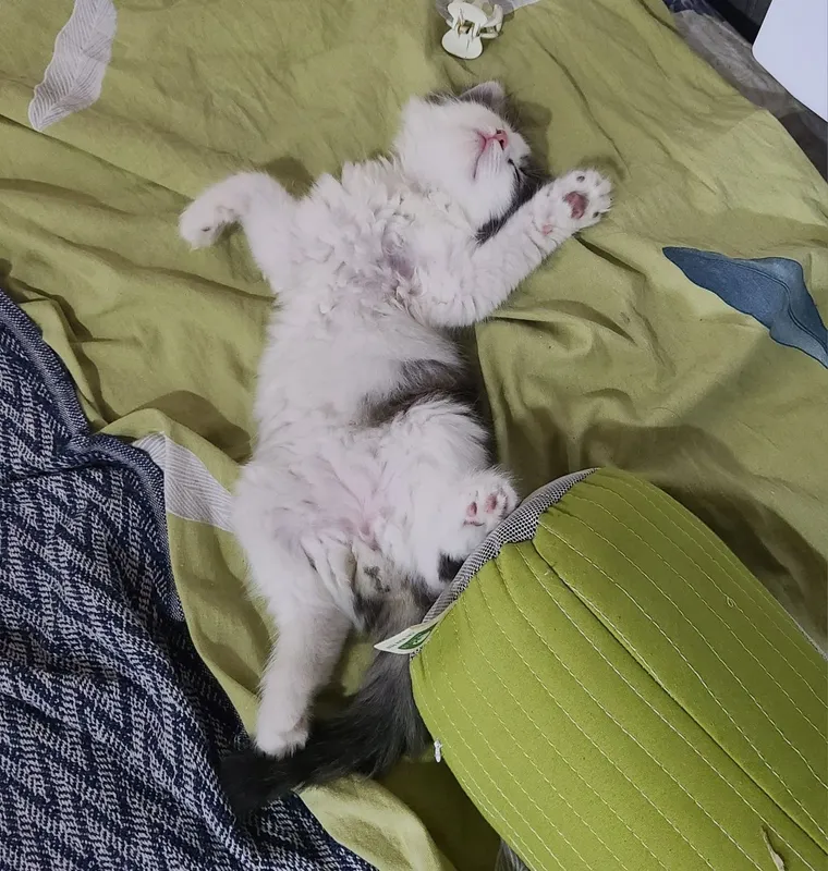 Котенок, мальчик 2,5 месяца ищет дом, домашний 6