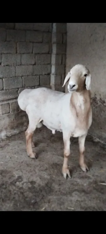 Qo'ylar boqishga va qurbonlikka — фото 1