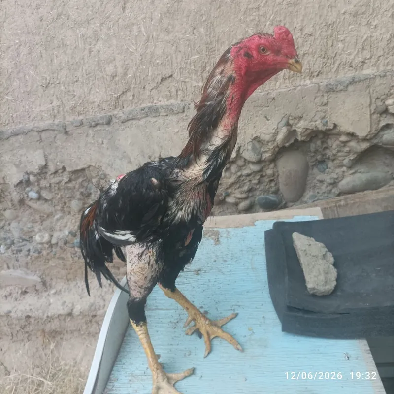 Pravaznoy horoz sotiladi zori toza narsa 2