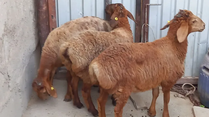 Qirgiz barrala sotiladi 2 Qirgiz barrala sotiladi 2