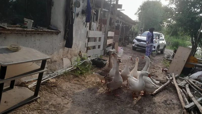 urgochi gozlar tuxum qiladi  8 dona 2 yillik