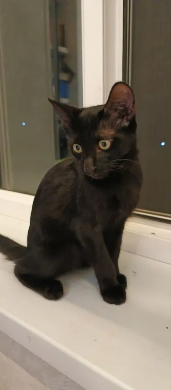 котенок даром котенок даром