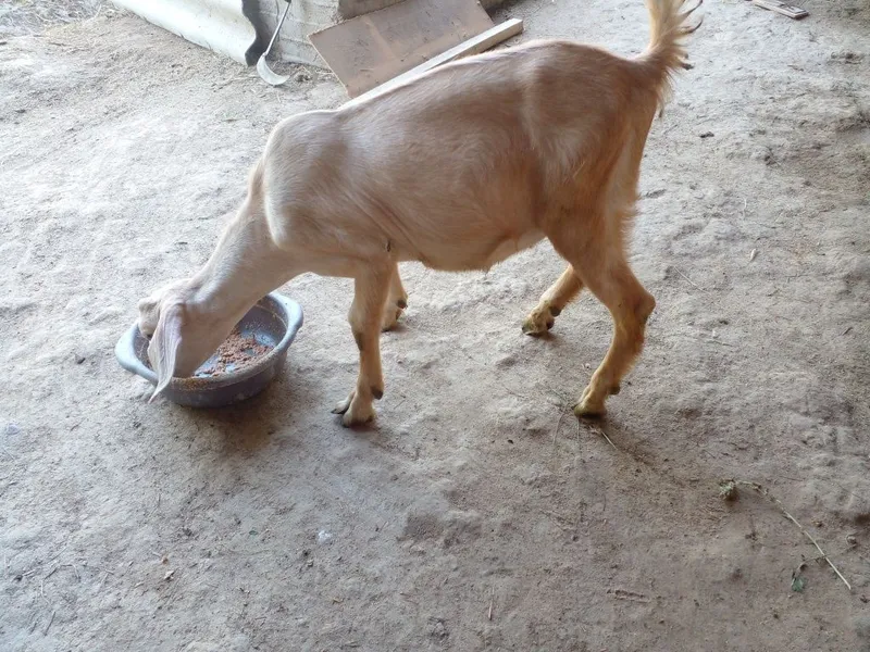 60/70 % lik Nubin takacha sotiladi 5 60/70 % lik Nubin takacha sotiladi 5