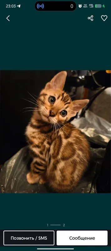 Bengal bolalari sotiladi srochno 3