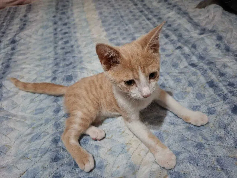 Котёнок в хорошие руки. 3