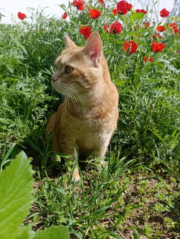 Отдам кота в добрые руки 1