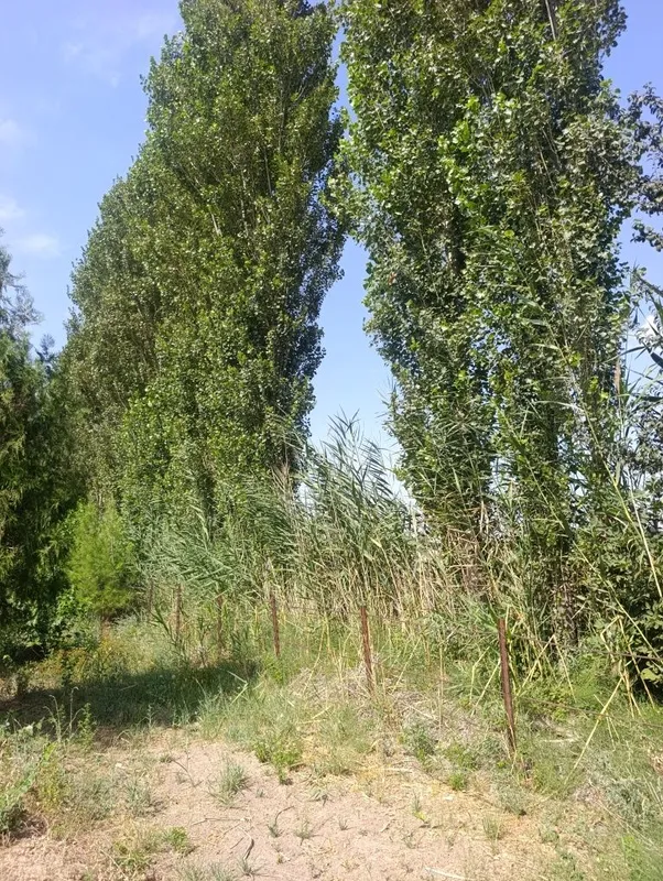 Teraklar toʻsinlar sotiladi 2