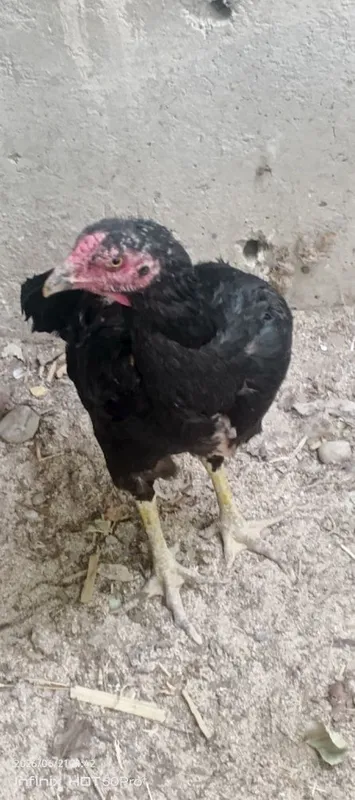 Dakang tovuqlar zotlarizor sirochni sotiladi 1 Dakang tovuqlar zotlarizor sirochni sotiladi 1