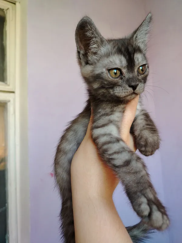 животное 2