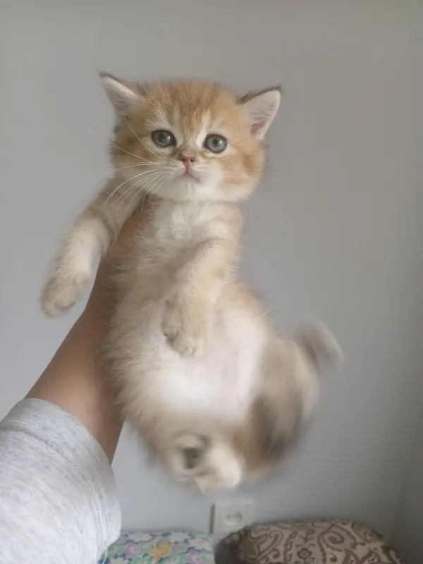Шотландские котята 3 Шотландские котята 3