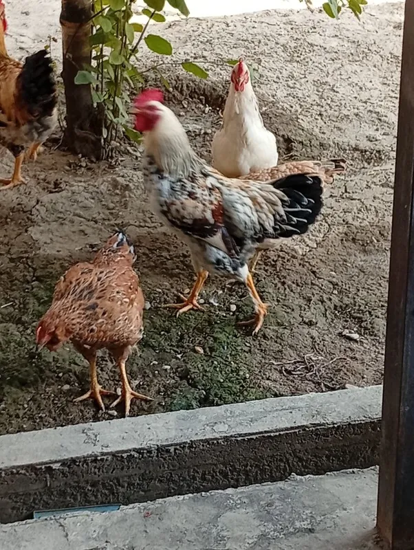 Horozlar sotiladi 6 oylik 6 Horozlar sotiladi 6 oylik 6