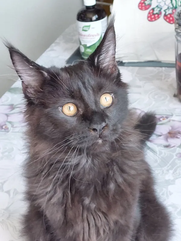 продаются котята породы Мейн кун котятам 5 мес — фото 1