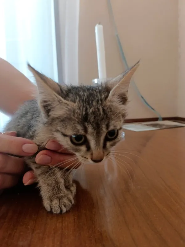 Котята бесплатно 1