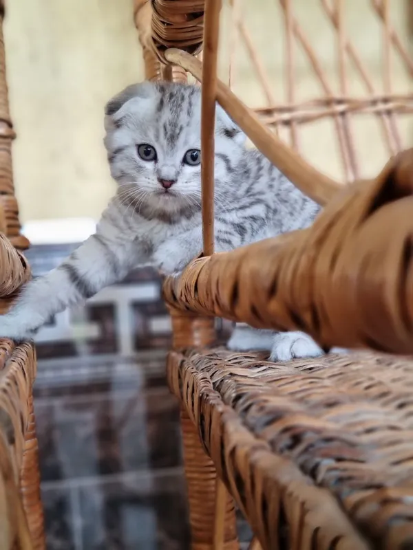 Скотиш фолд и скотиш страйт