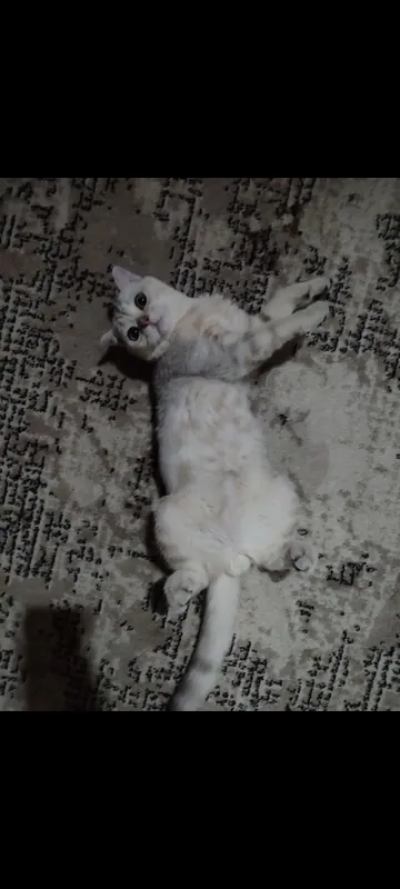 mushuk, кошка 1