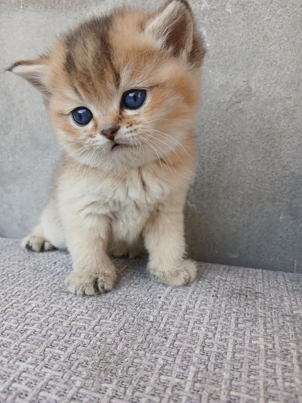 Ozbekiston prezidenti qizi bilan porno jinsiy aloqa