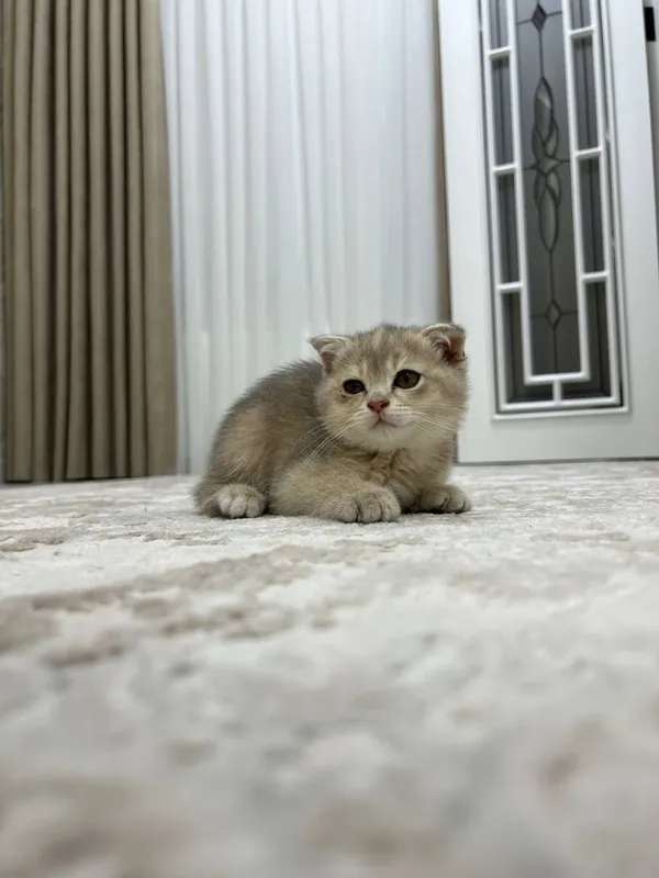 Пародистая кошка