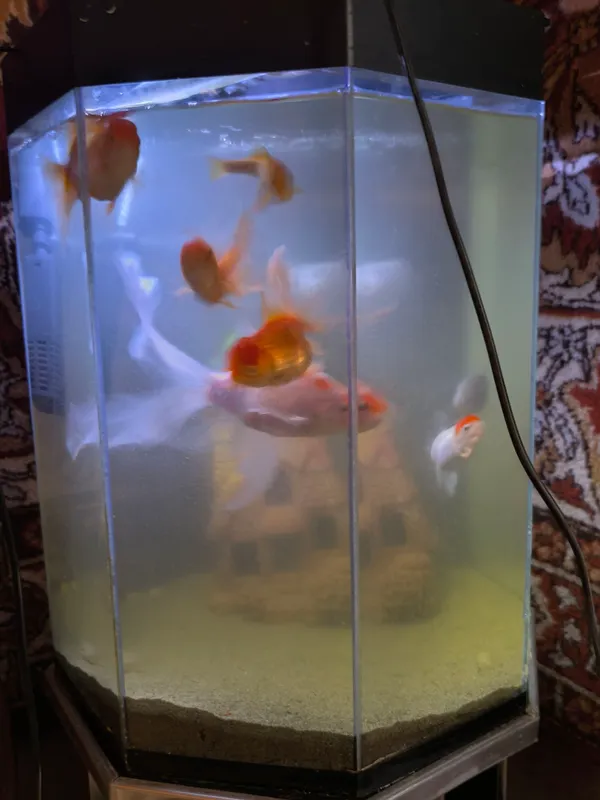 baliqlar bilan birga akvarium 2