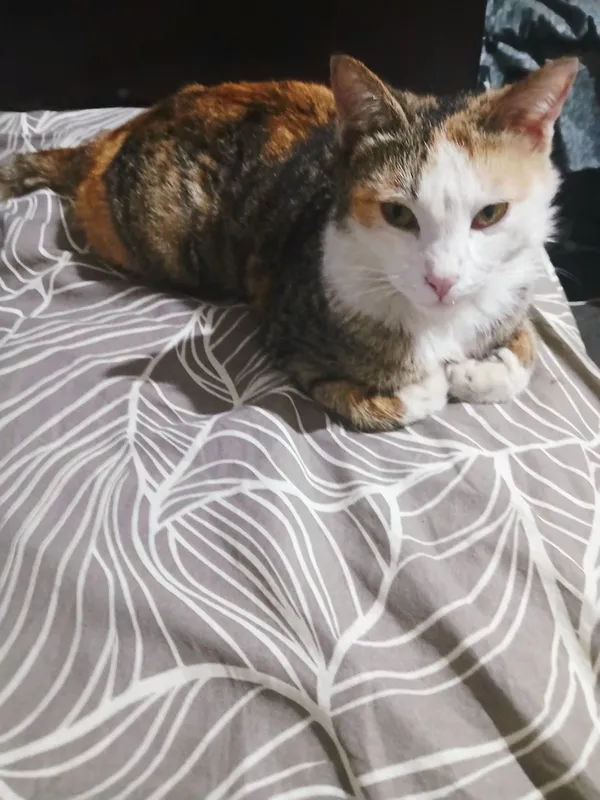 Кошка отдаётся в хорошие руки Кошка отдаётся в хорошие руки