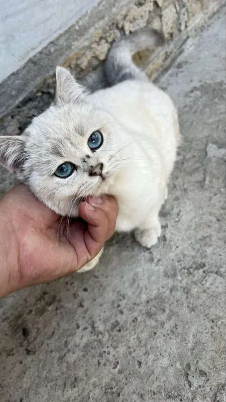 Point serebristi chinchilla toza qon sog’lom