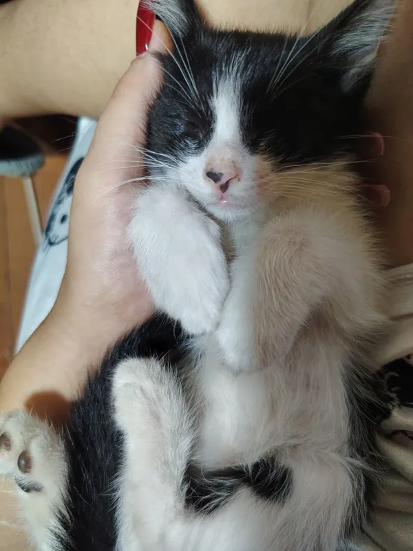 Отдаю котят в добрые руки 4 Отдаю котят в добрые руки 4