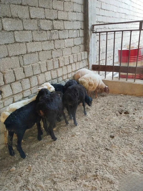 Qoy, койлар совлик козилар 2 Qoy, койлар совлик козилар 2
