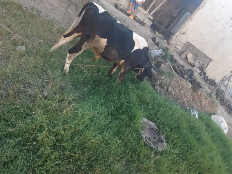 Xo‘jalik moli sotiladi sog‘lom ho‘kiz 2 Xo‘jalik moli sotiladi sog‘lom ho‘kiz 2
