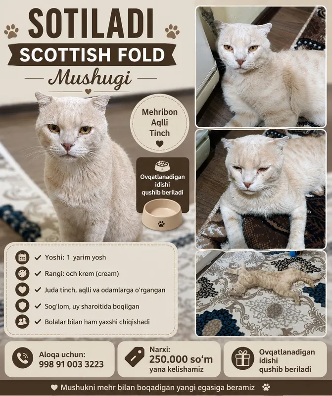 Порода Scottish Fold 1 Порода Scottish Fold 1
