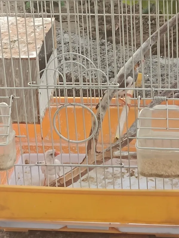 Амадины зебровые сидят на яйцах