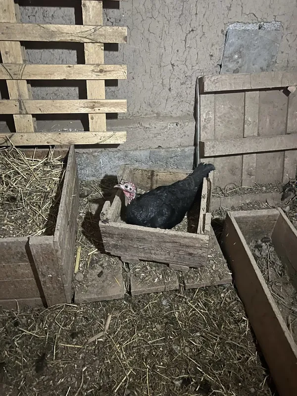 Kurka va quyonlar sotiladi 3 Kurka va quyonlar sotiladi 3