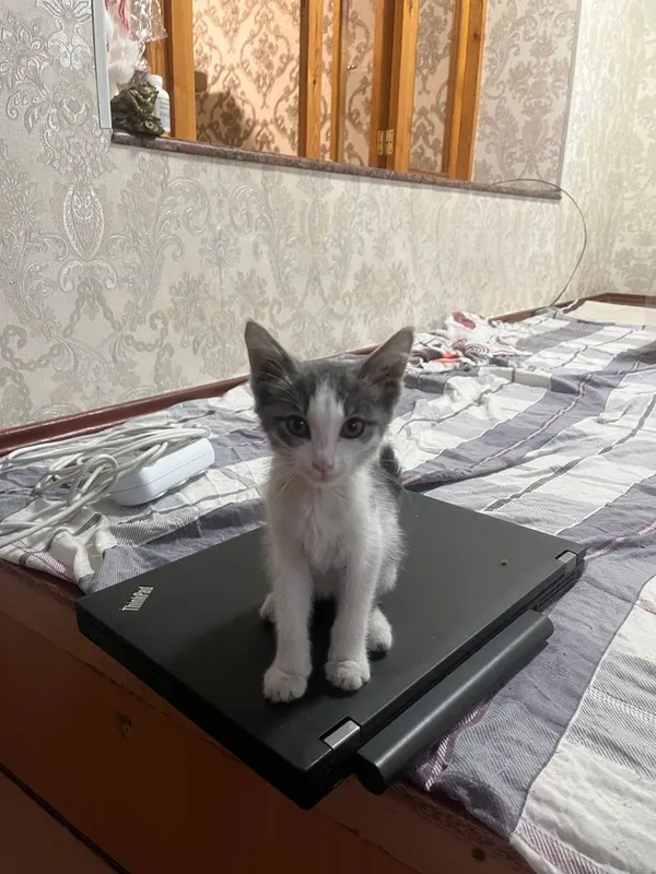 Chiroyli aqlli 2 oylik qiz bola mushukcha hadyaga beriladi 1 Chiroyli aqlli 2 oylik qiz bola mushukcha hadyaga beriladi 1