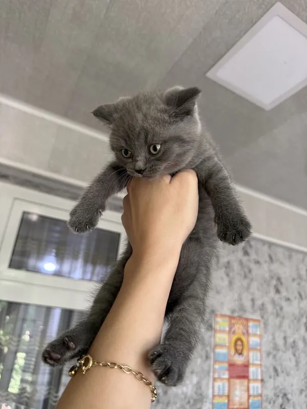 Чистокровные шотландские котята — фото 6 Чистокровные шотландские котята — фото 6