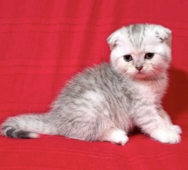 Срочно продаются шотландские котята. — фото 4