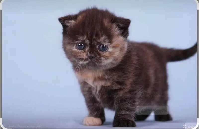Скоттиш Фолд Черепашка девочка Скоттиш Фолд Черепашка девочка